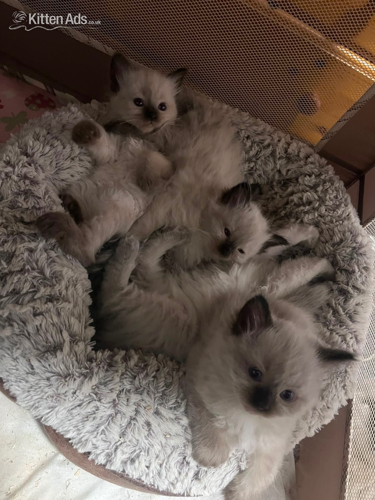 Beautiful ragdoll kittens ready now - Ragdoll