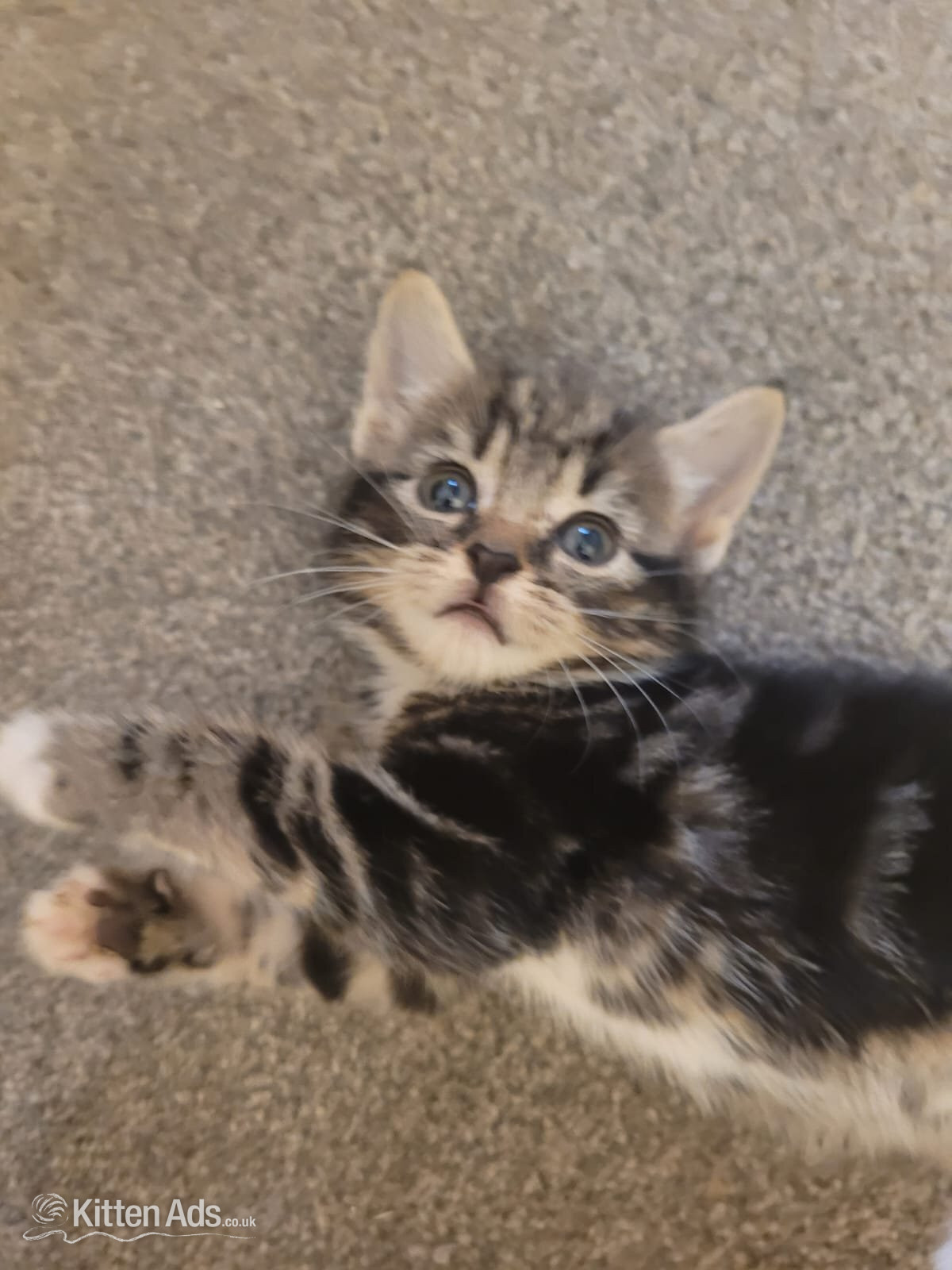 Lovely playful kittens for sale - Other Breed