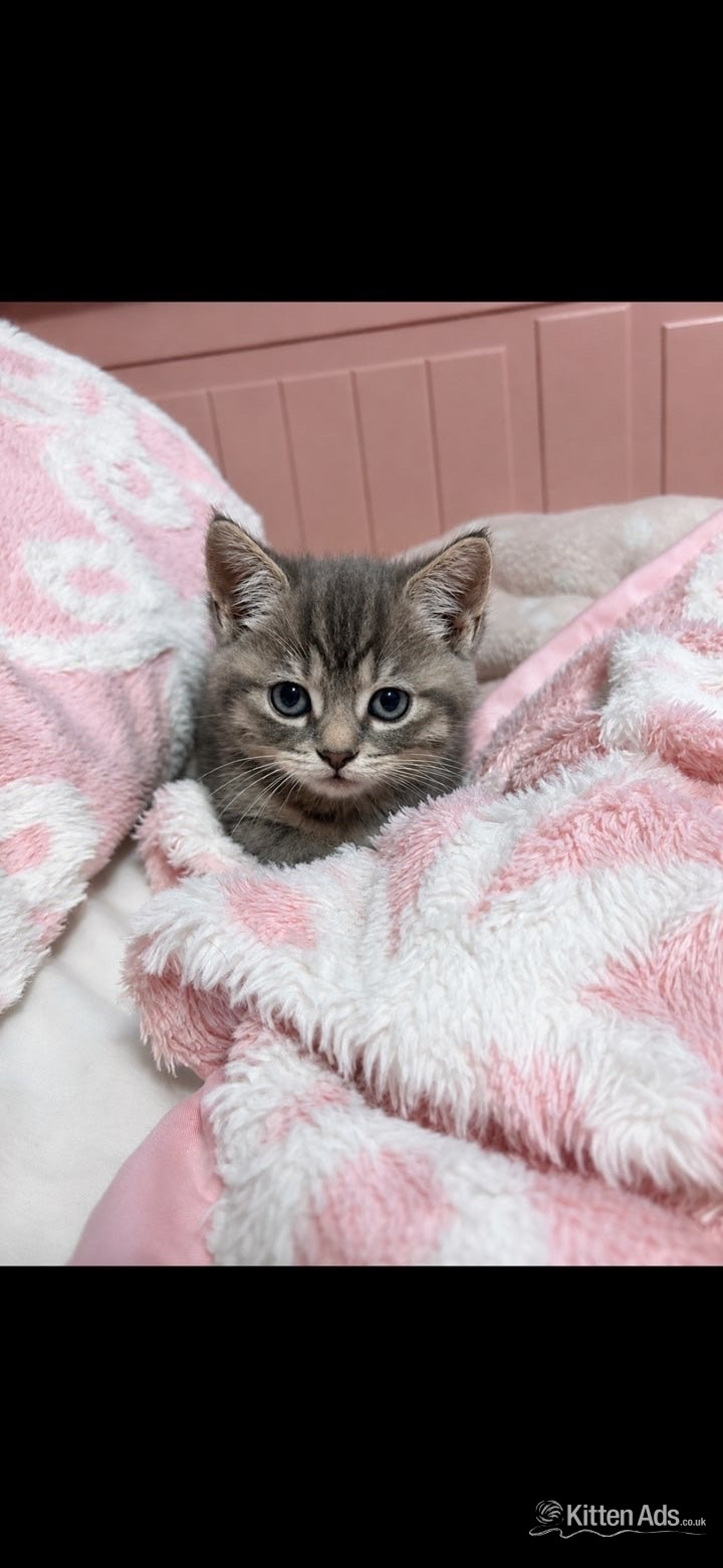Persian babies ready now  in {LOCATION}