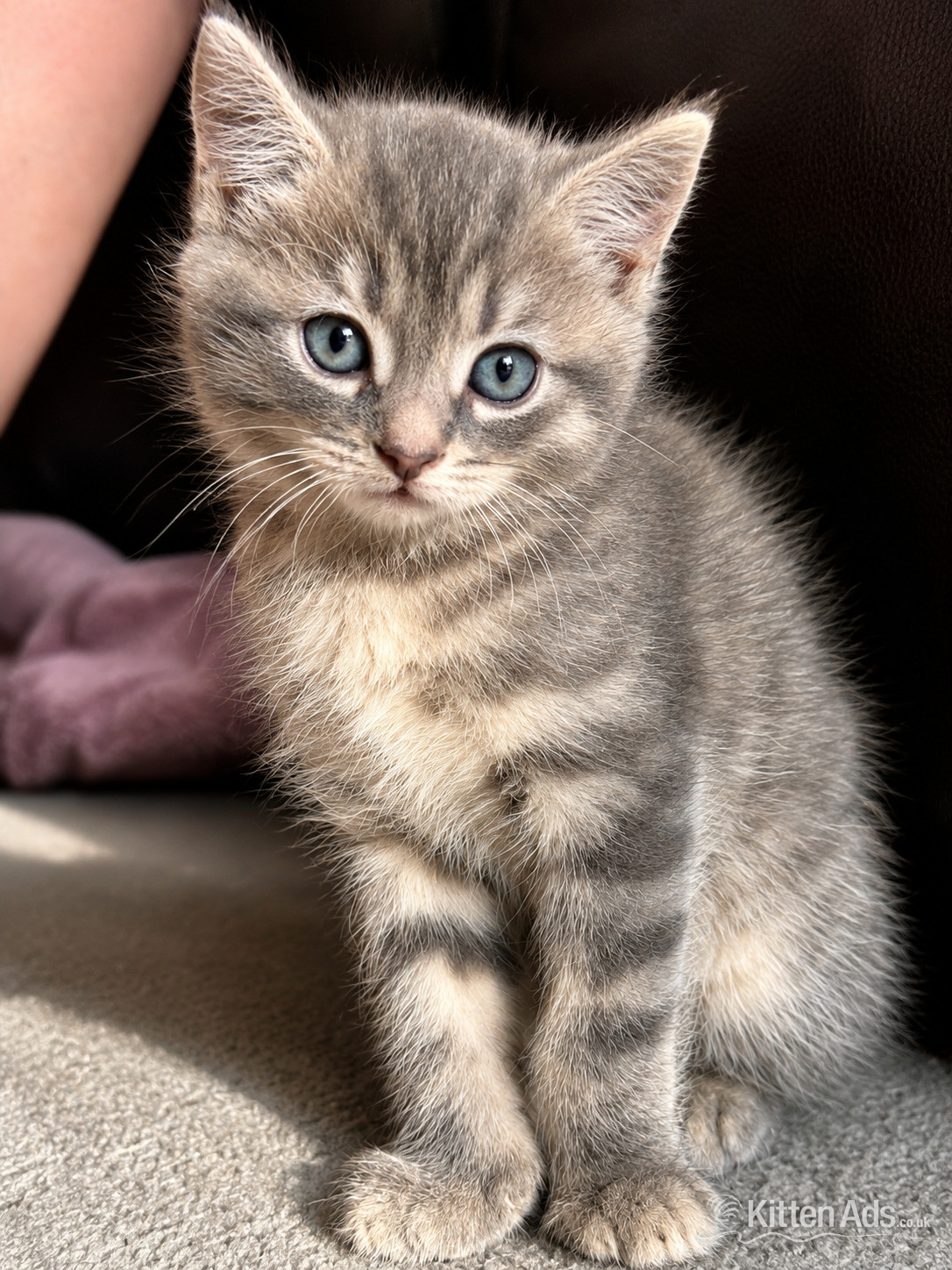 Persian