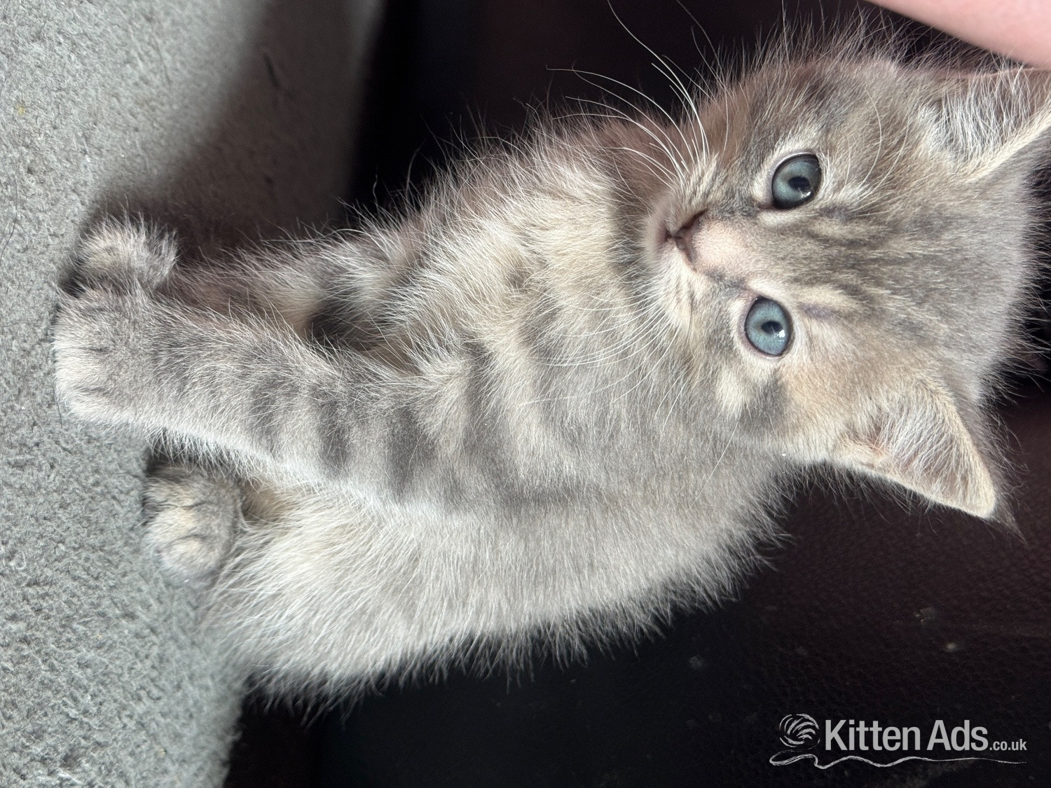 Persian Cats and Kittens