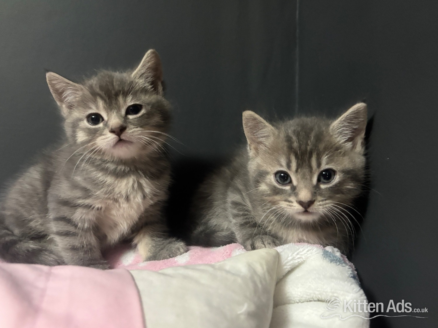 Persian - Persian babies ready now 