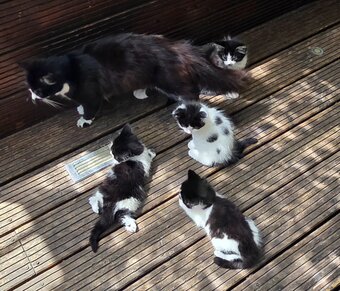 Cute kittens for sale (NEED GONE ASAP)