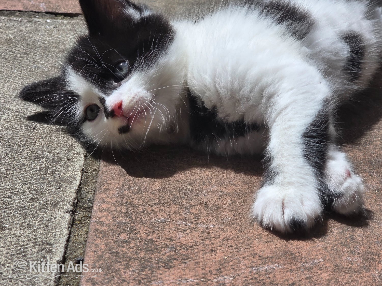Other Breed Cats and Kittens