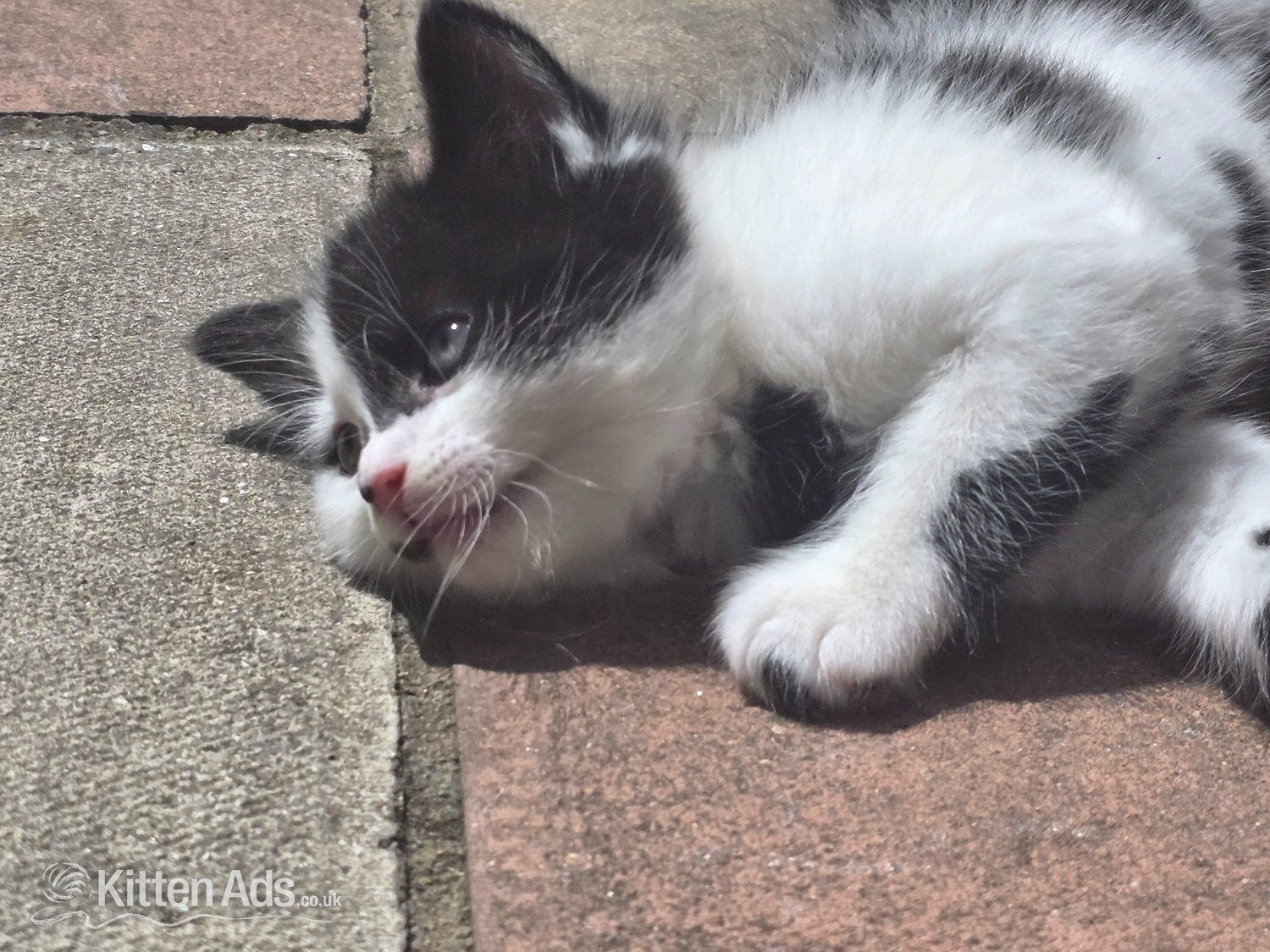 Other Breed - Cute kittens for sale (NEED GONE ASAP)