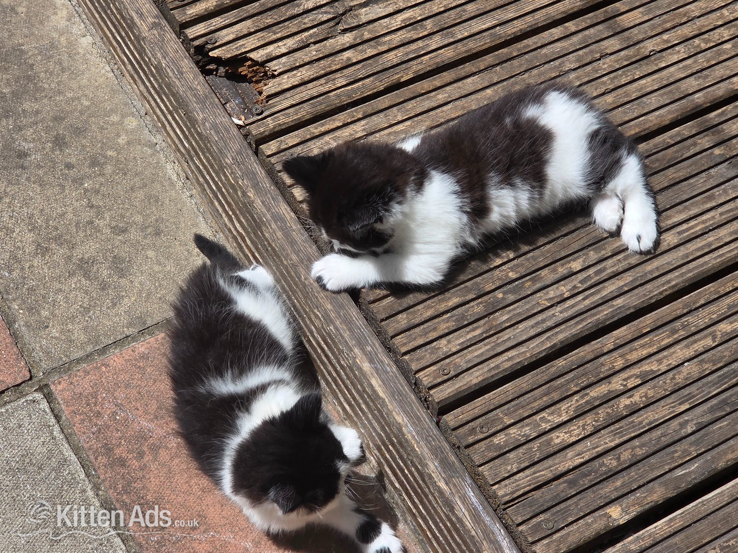 Cute kittens for sale (NEED GONE ASAP) - Other Breed