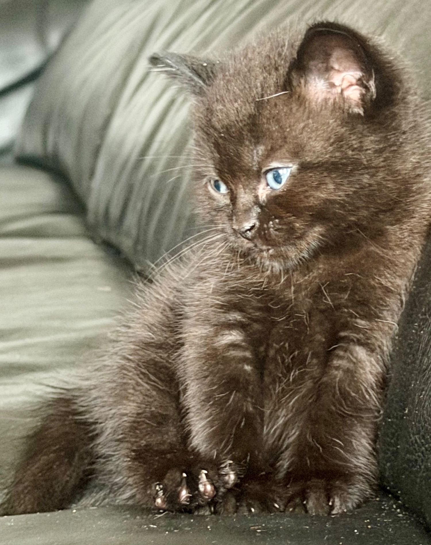 Lilac seal point bsh x tuxedo kittens  in {LOCATION}