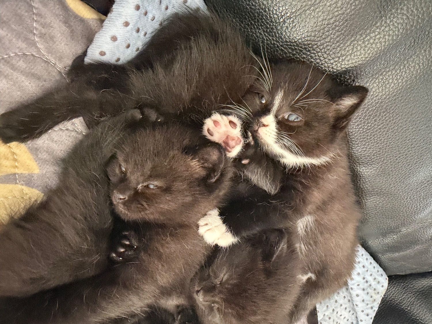 British Shorthair Cats and Kittens