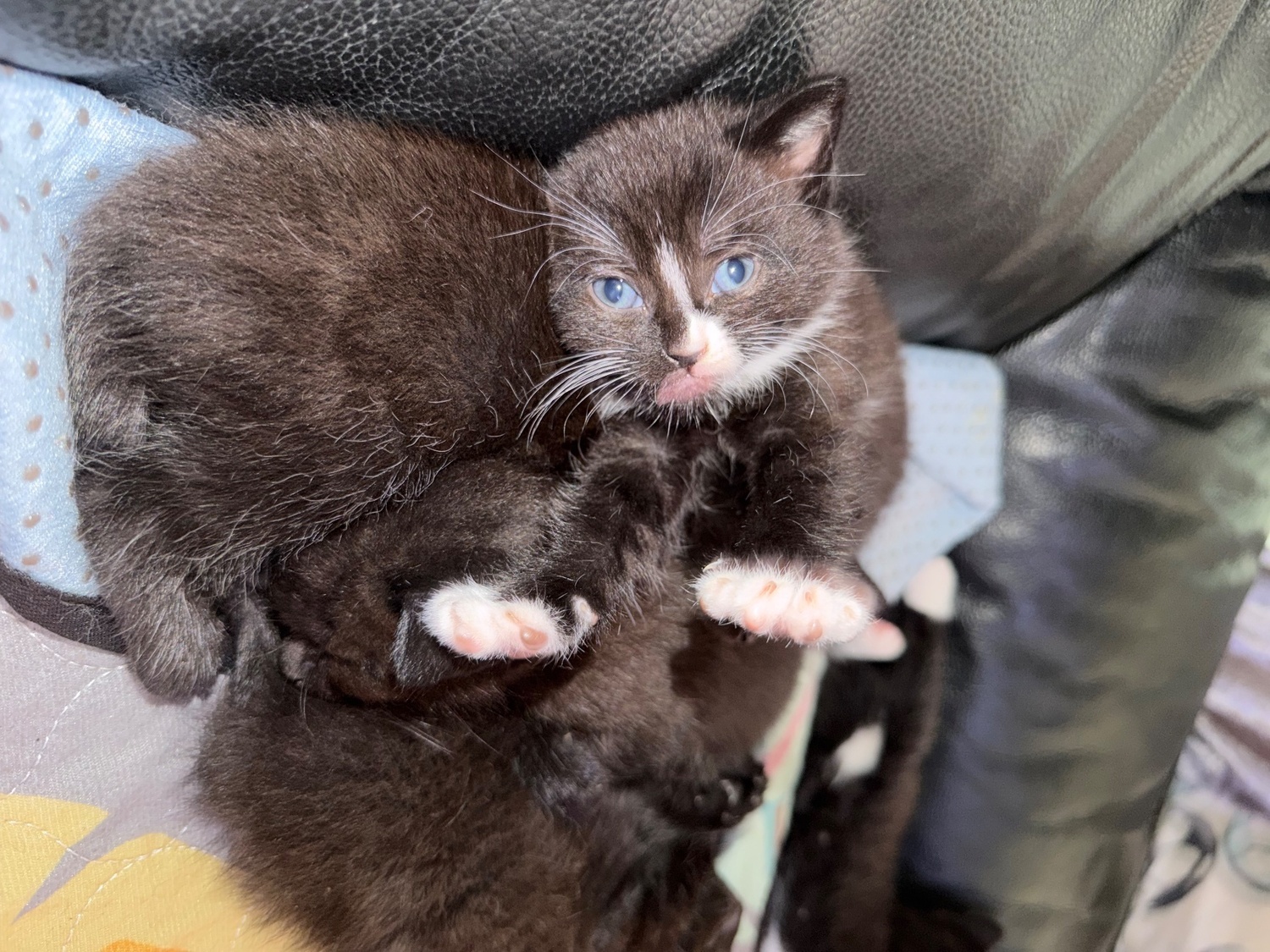 British Shorthair - Lilac seal point bsh x tuxedo kittens 
