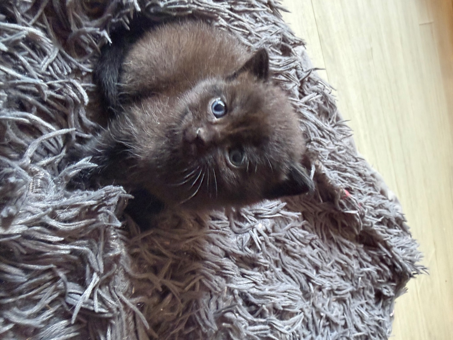 Lilac seal point bsh x tuxedo kittens  - British Shorthair