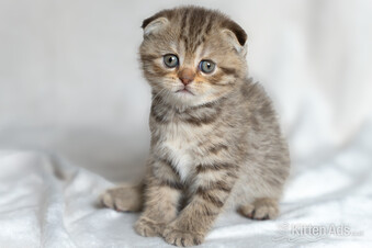 Scottish Fold Kitten Ready Now!  £500