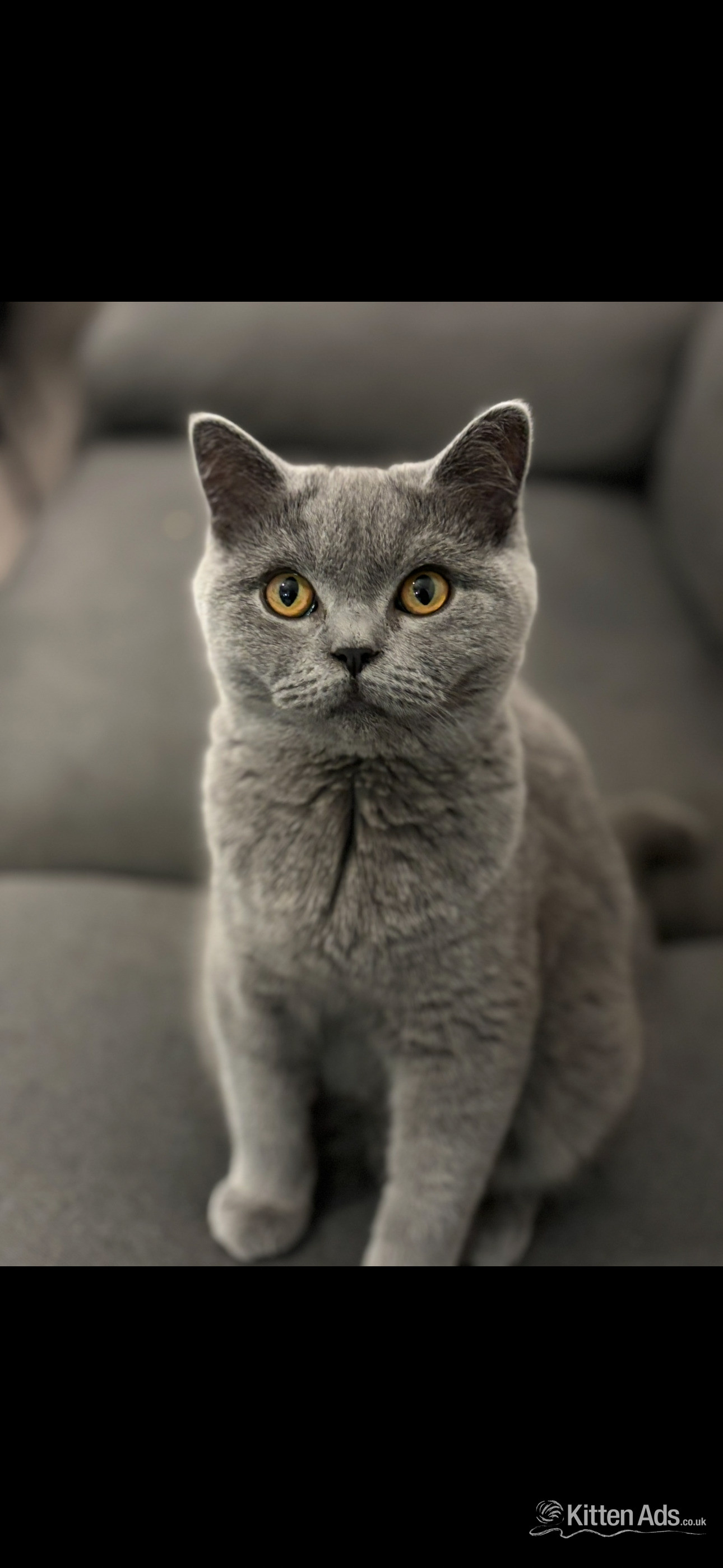 Scottish Fold Kitten Ready Now!  £500 - Scottish Fold