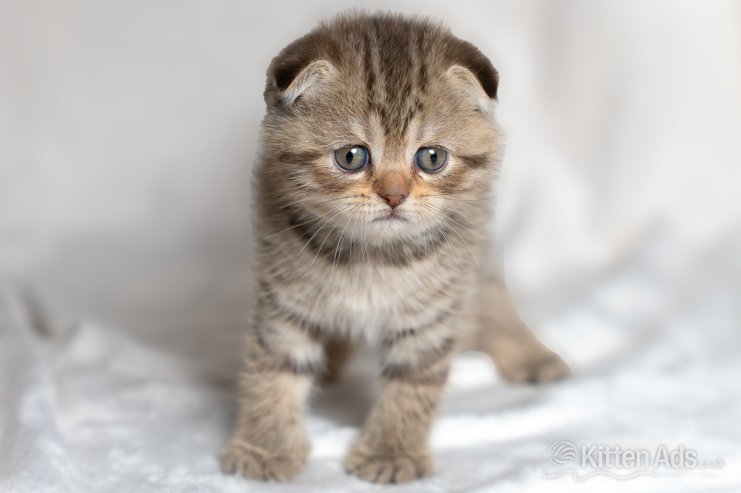 Scottish Fold Cats and Kittens