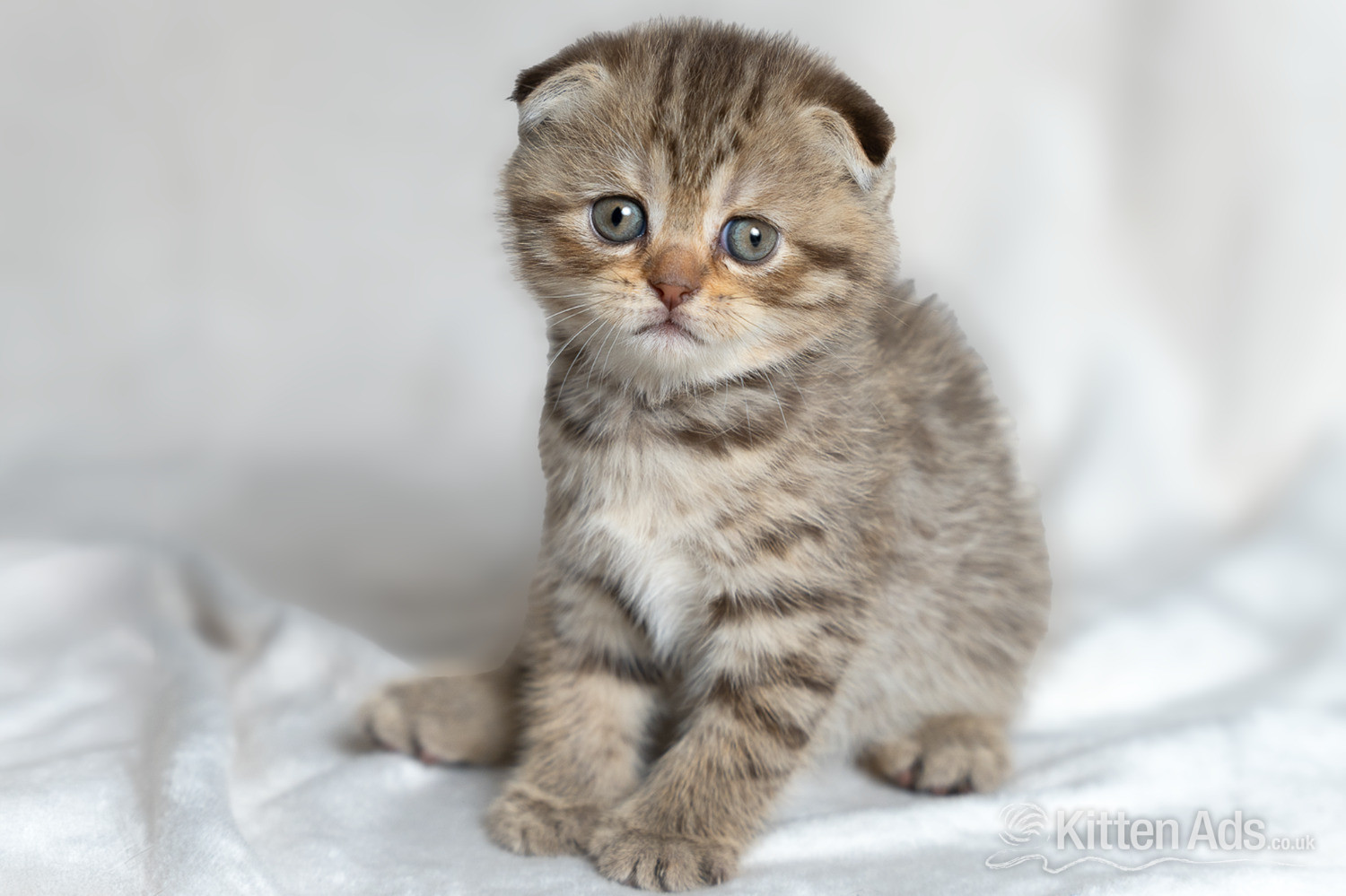 Scottish Fold Kitten Ready Now!  £500 in {LOCATION}