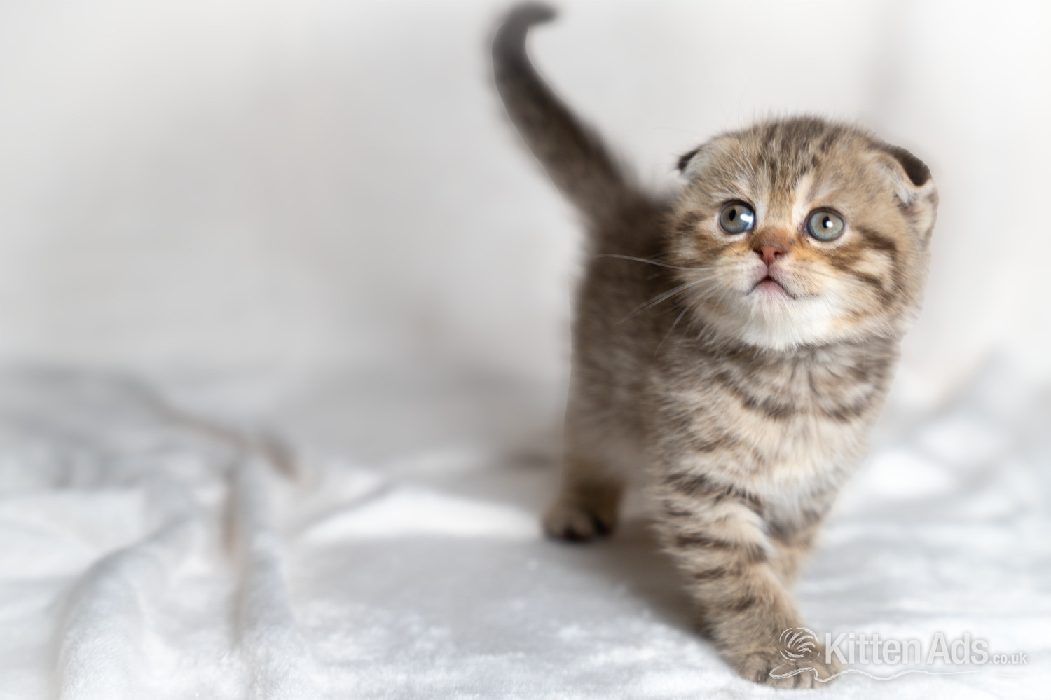 Scottish Fold - Scottish Fold Kitten Ready Now!  £500