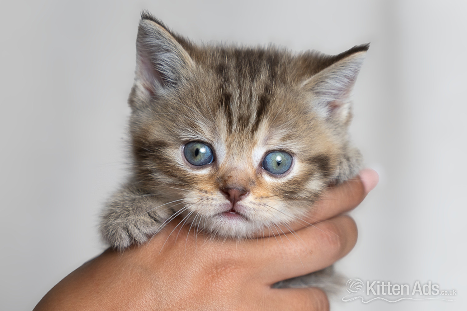 Scottish Fold Cats and Kittens