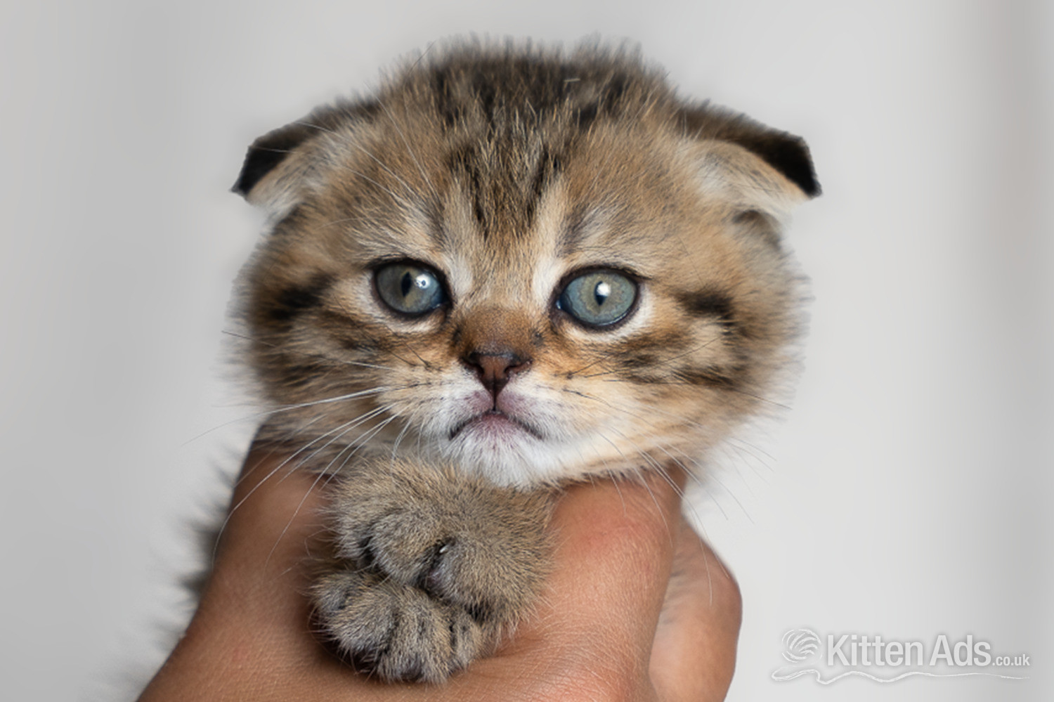 Scottish Fold - Scottish Fold Kittens – Ready Soon 🐾
