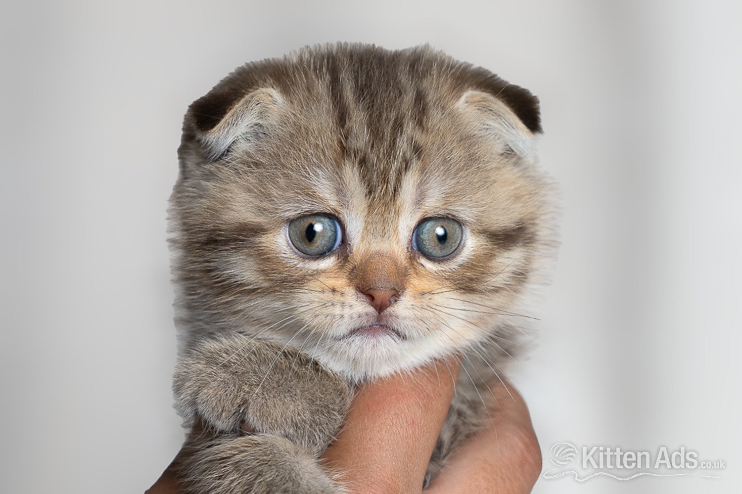 Scottish Fold Kittens – Ready Soon 🐾 - Scottish Fold