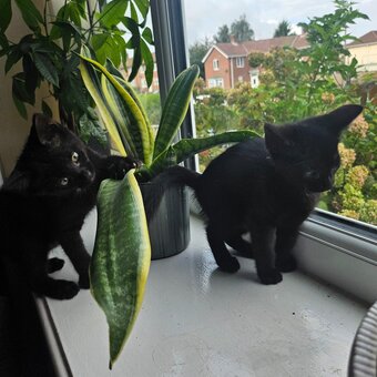 12 week old sphynx cross kittens, black