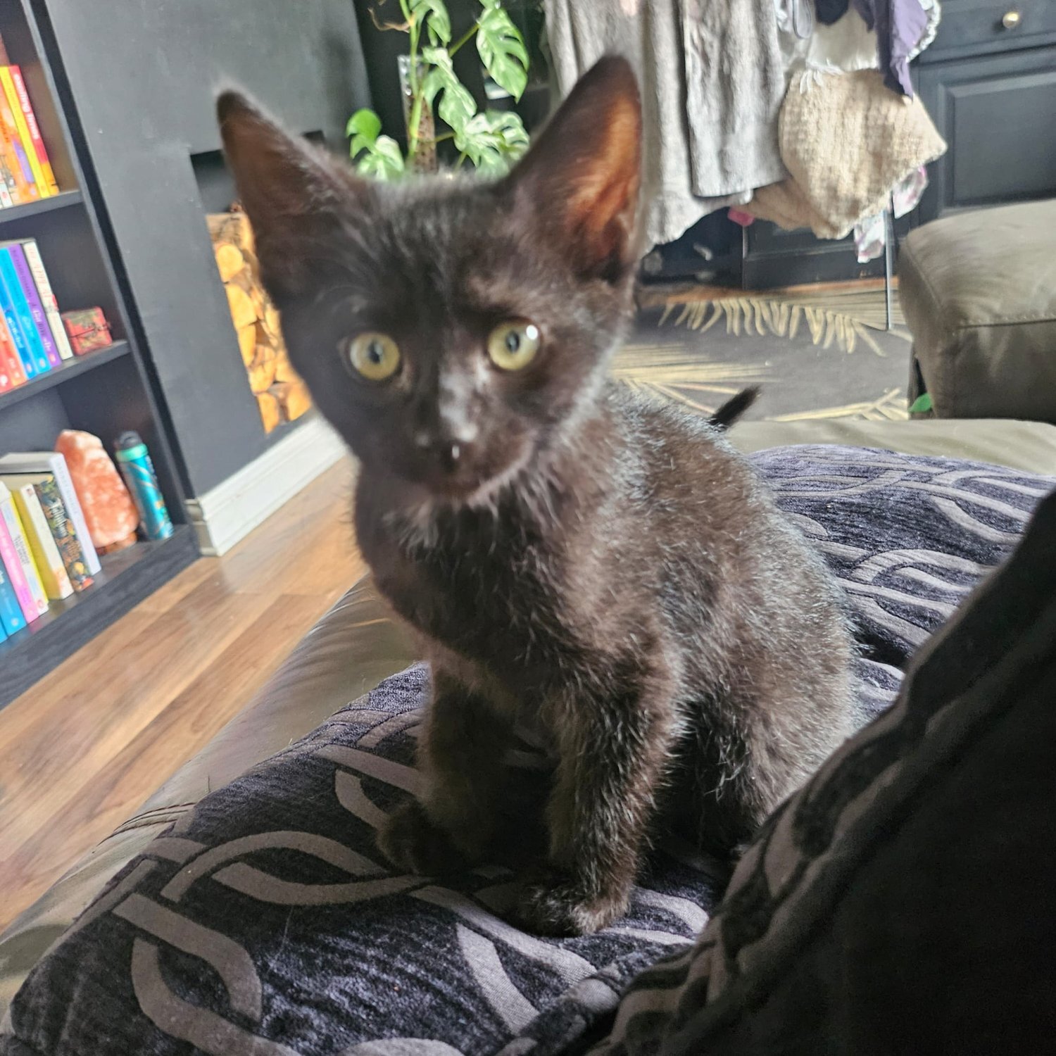 Other Breed Cats and Kittens
