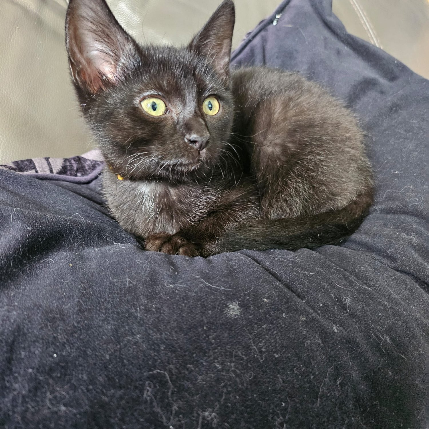 Other Breed - 12 week old sphynx cross kittens, black