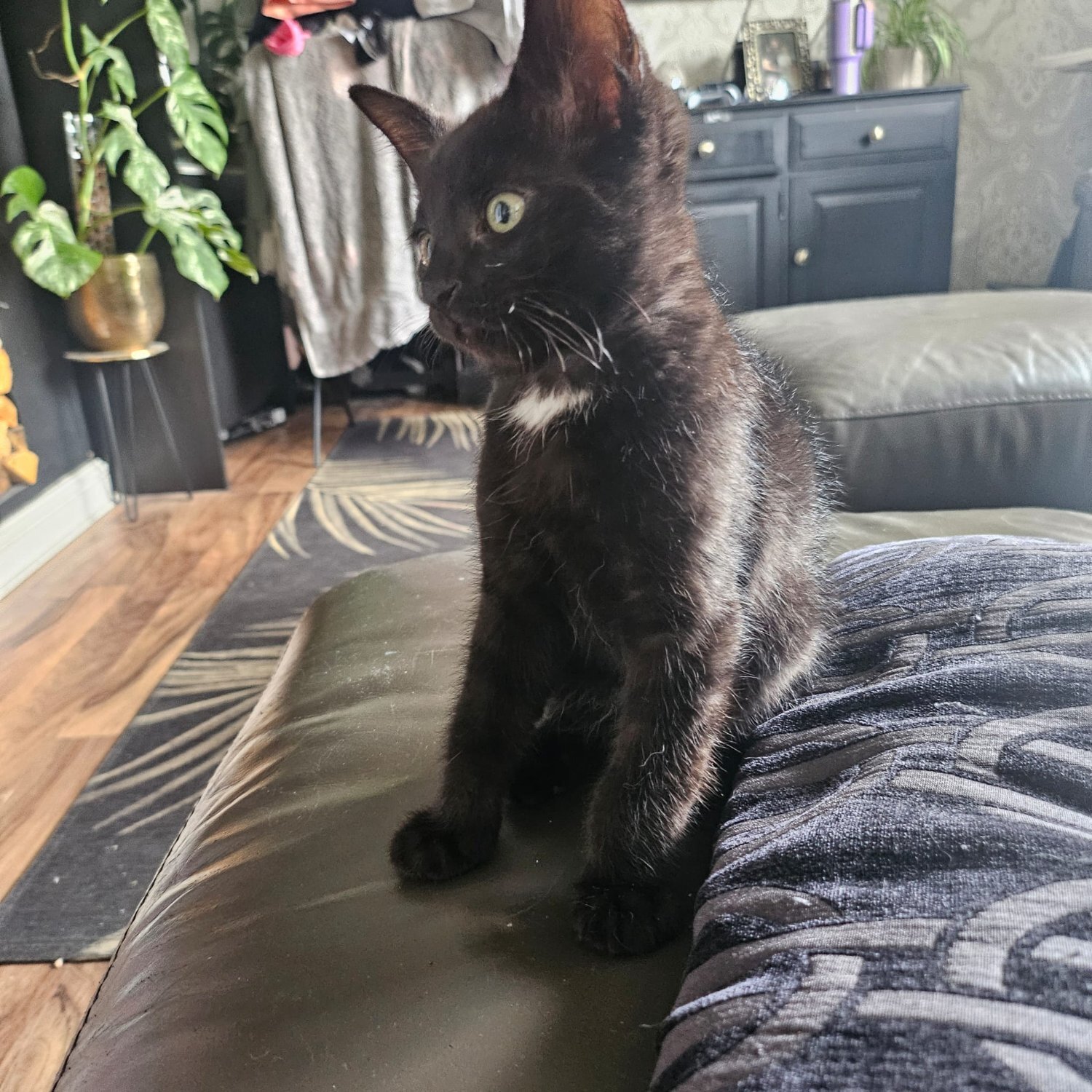 12 week old sphynx cross kittens, black - Other Breed