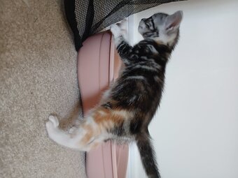 Bengal-Maine coon mix kittens