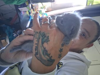 Russian blue babies 
