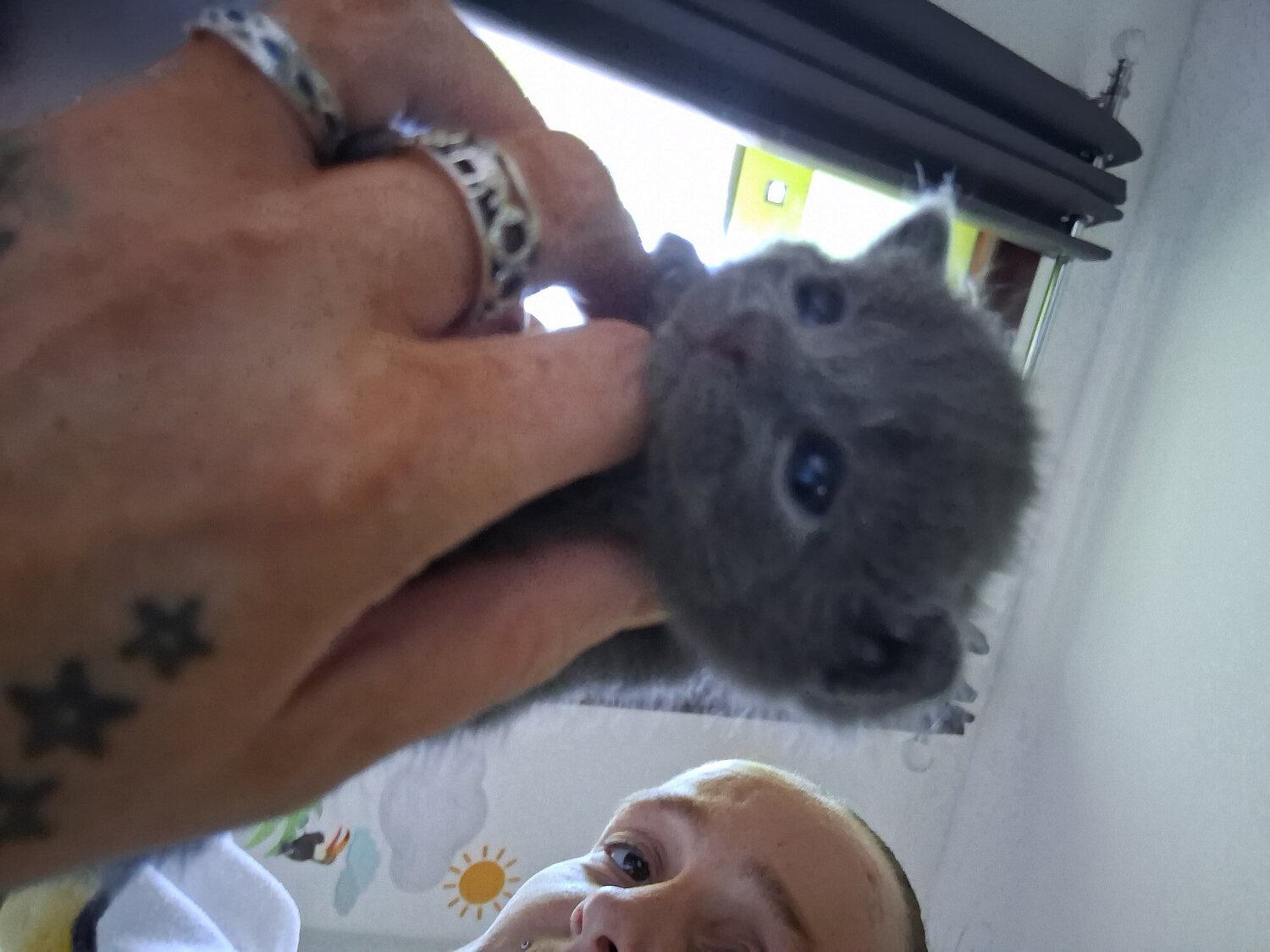 Russian Blue
