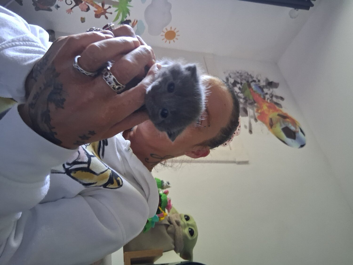 Russian Blue - Russian blue babies 