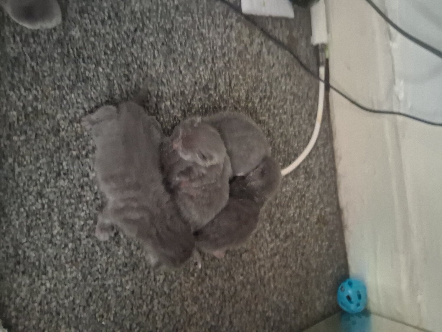 Russian blue babies  - Russian Blue