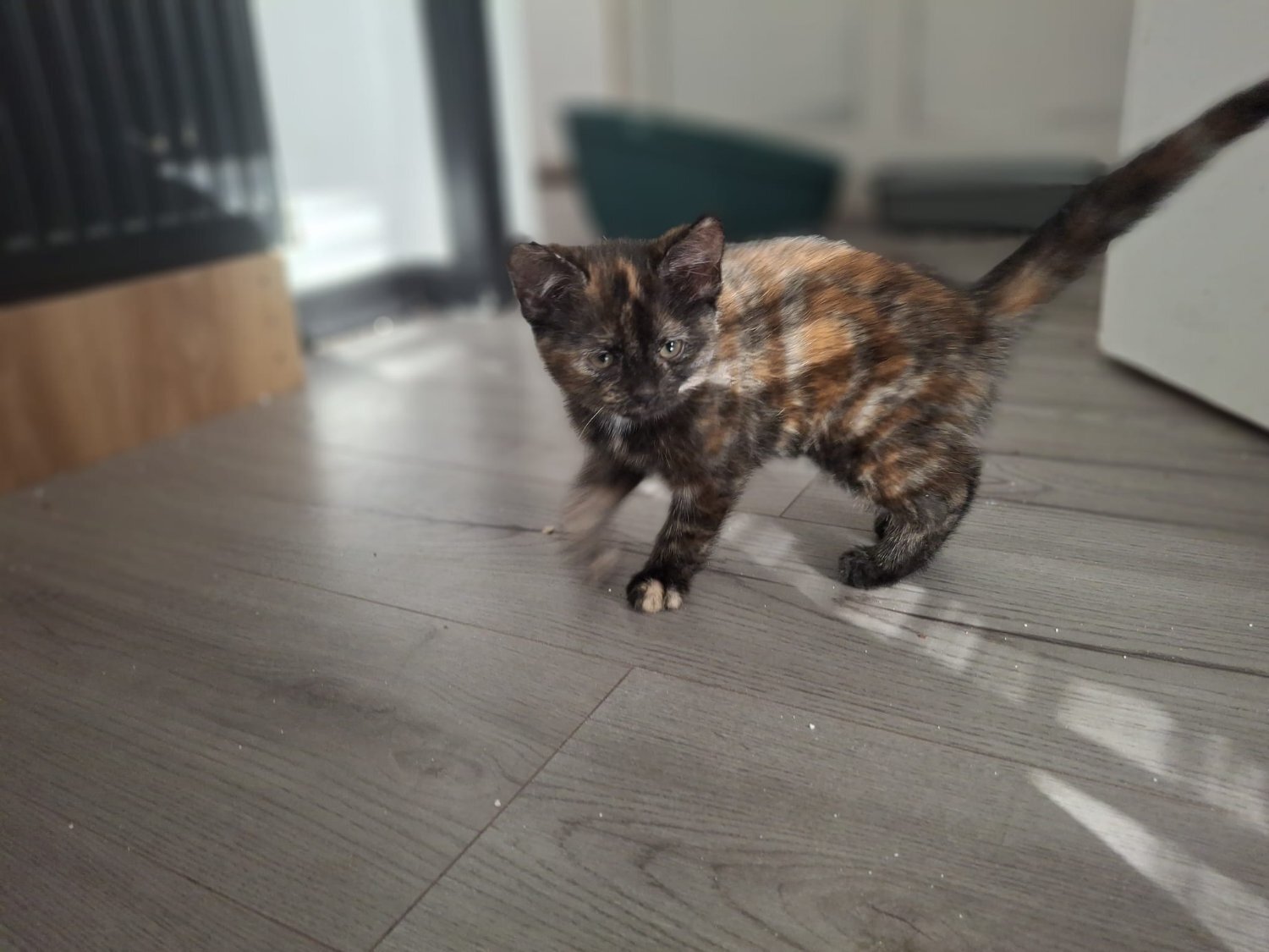 Other Breed Cats and Kittens