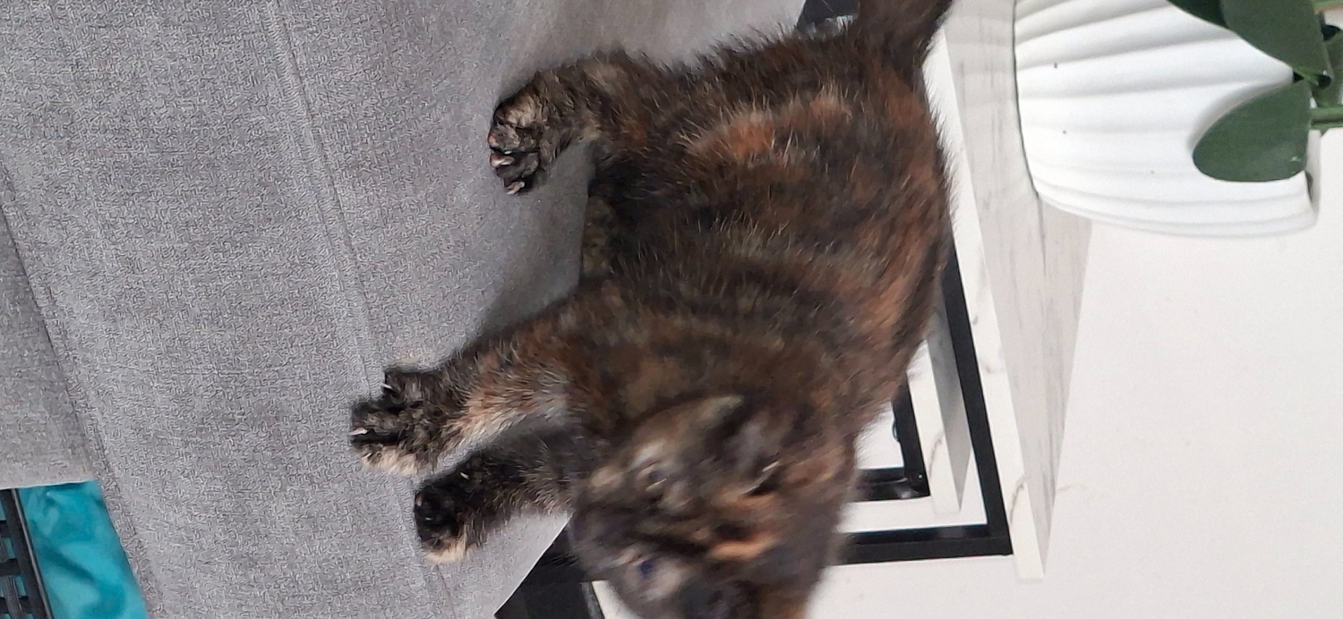 Other Breed - Beautiful kittens for sale!