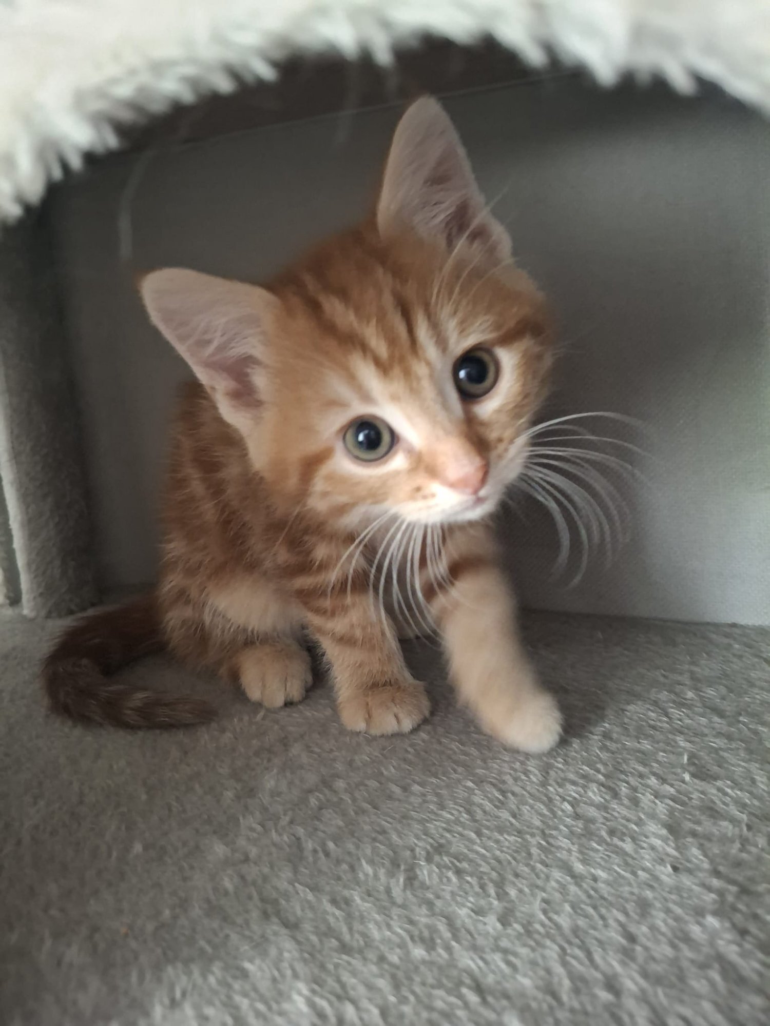 Beautiful kittens for sale! - Other Breed