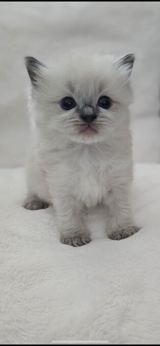 White and blue point