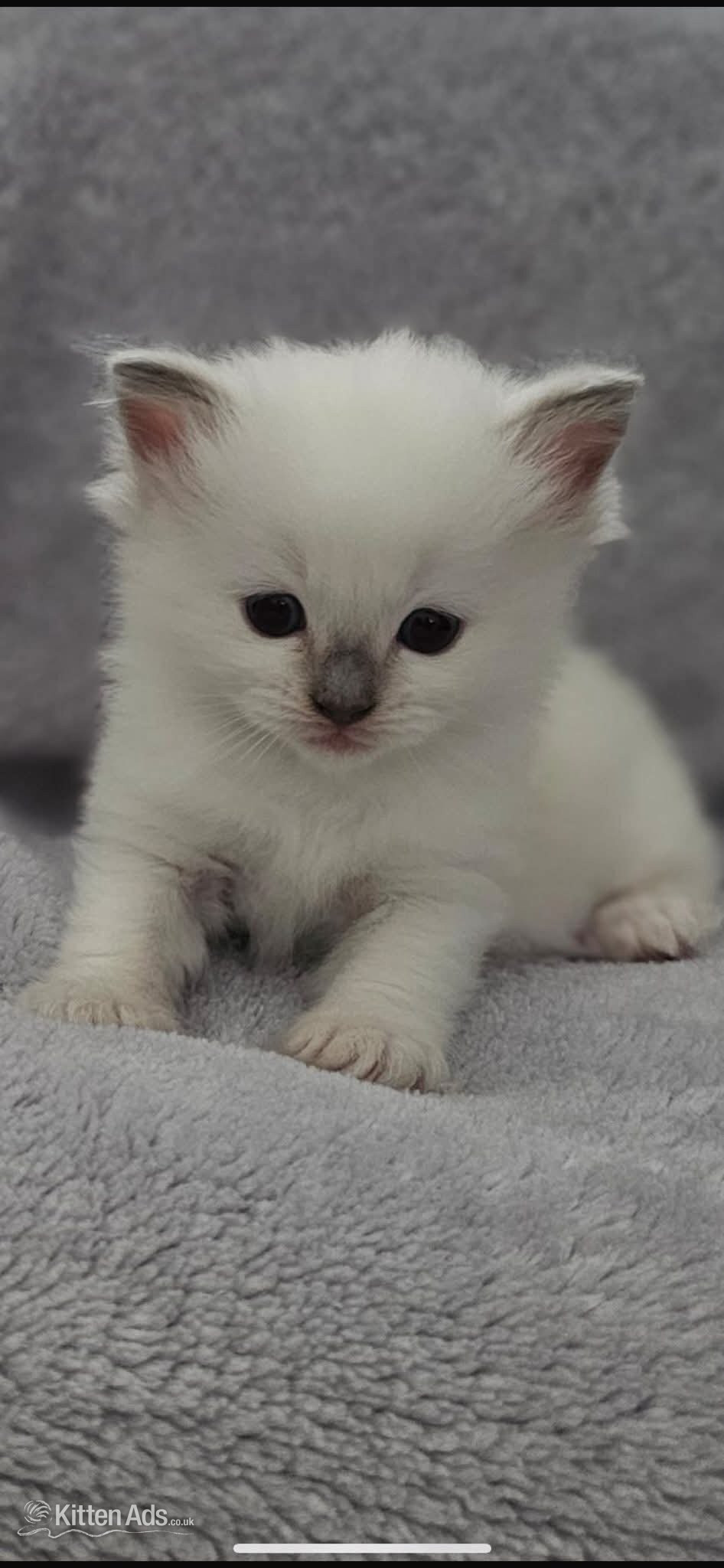 Ragdoll