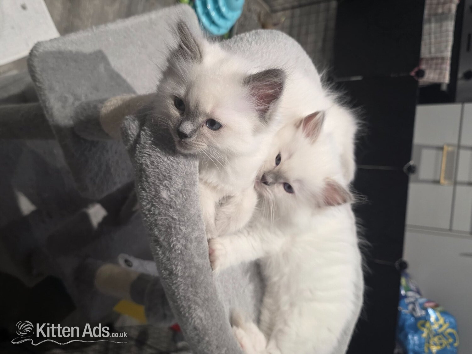 Ragdoll Cats and Kittens