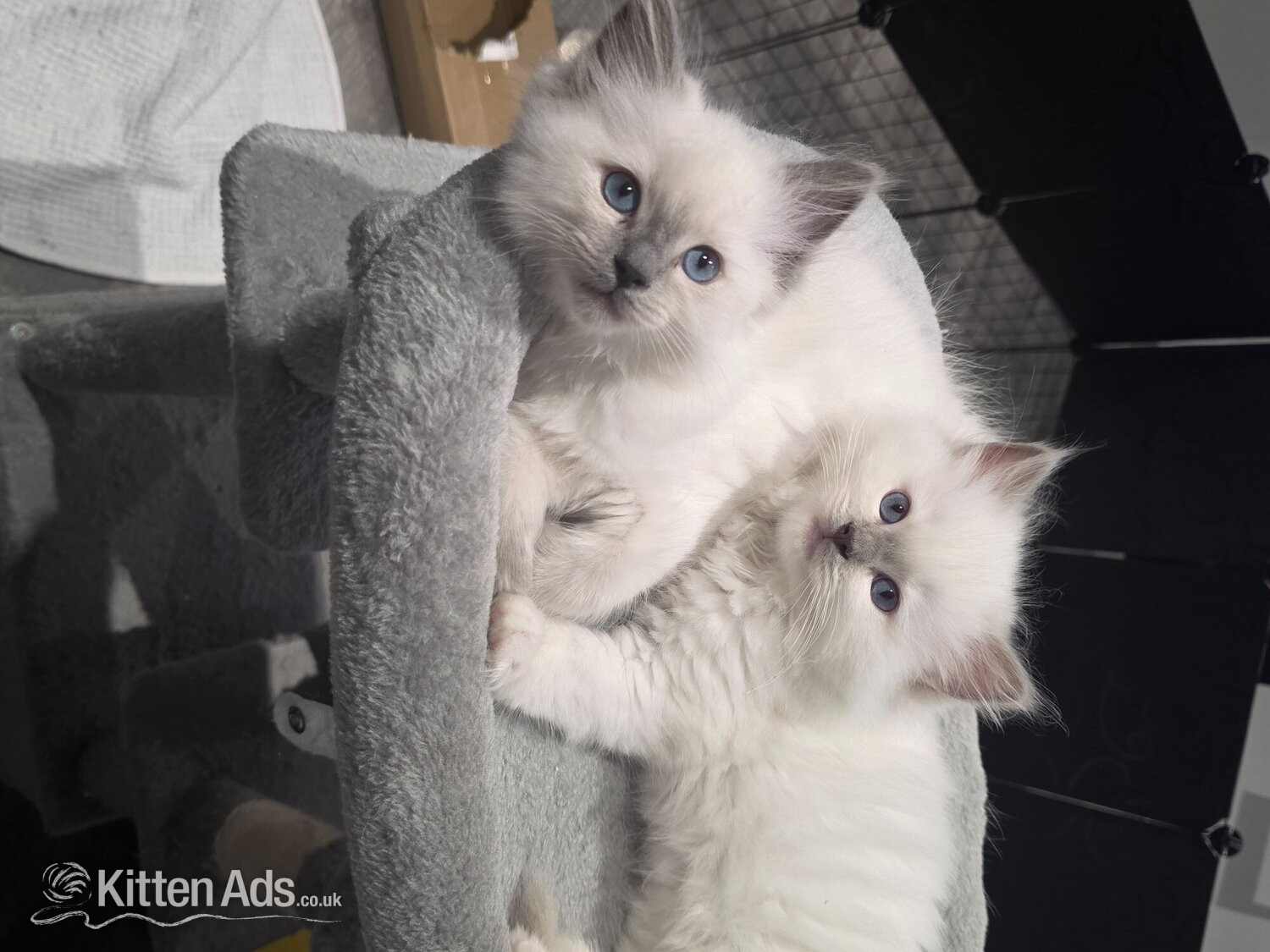 Ragdoll - White and blue point