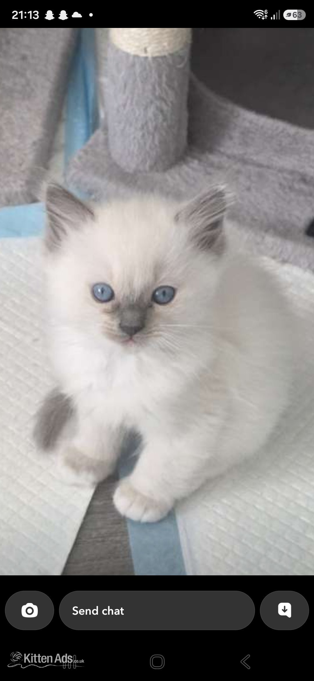 White and blue point - Ragdoll