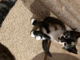 4 playful kittens for sale