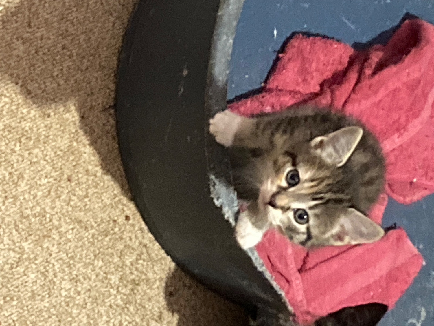 Other Breed Cats and Kittens