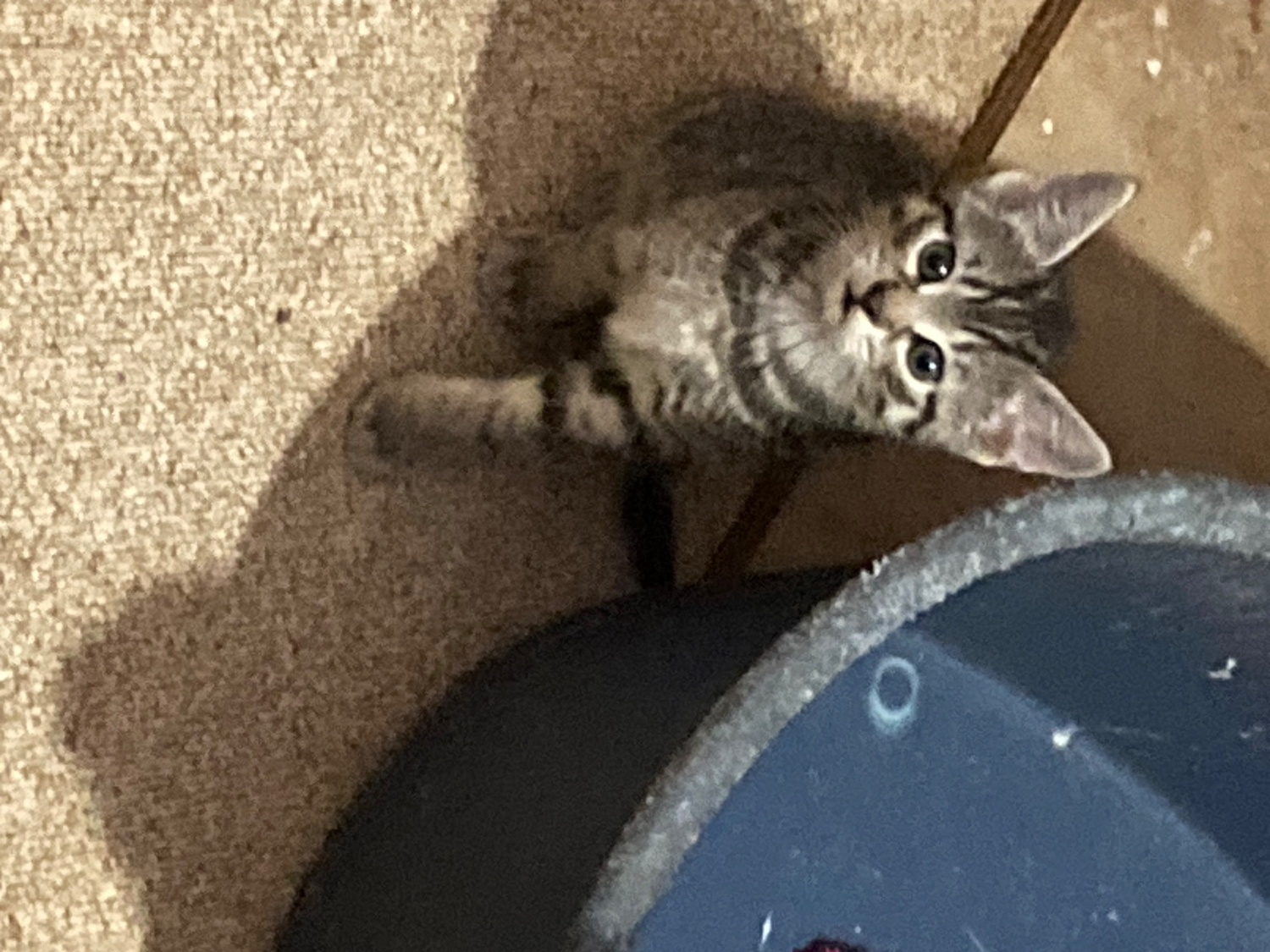 Other Breed - 4 playful kittens for sale