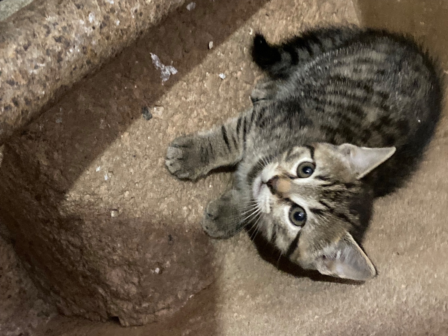 4 playful kittens for sale - Other Breed