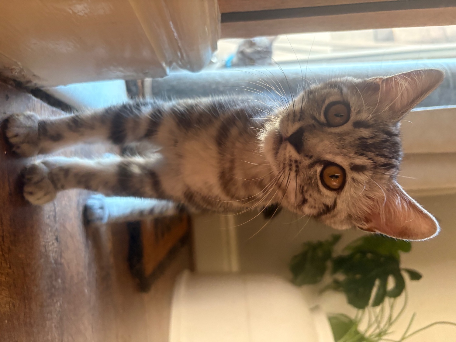 British Shorthair Cats and Kittens