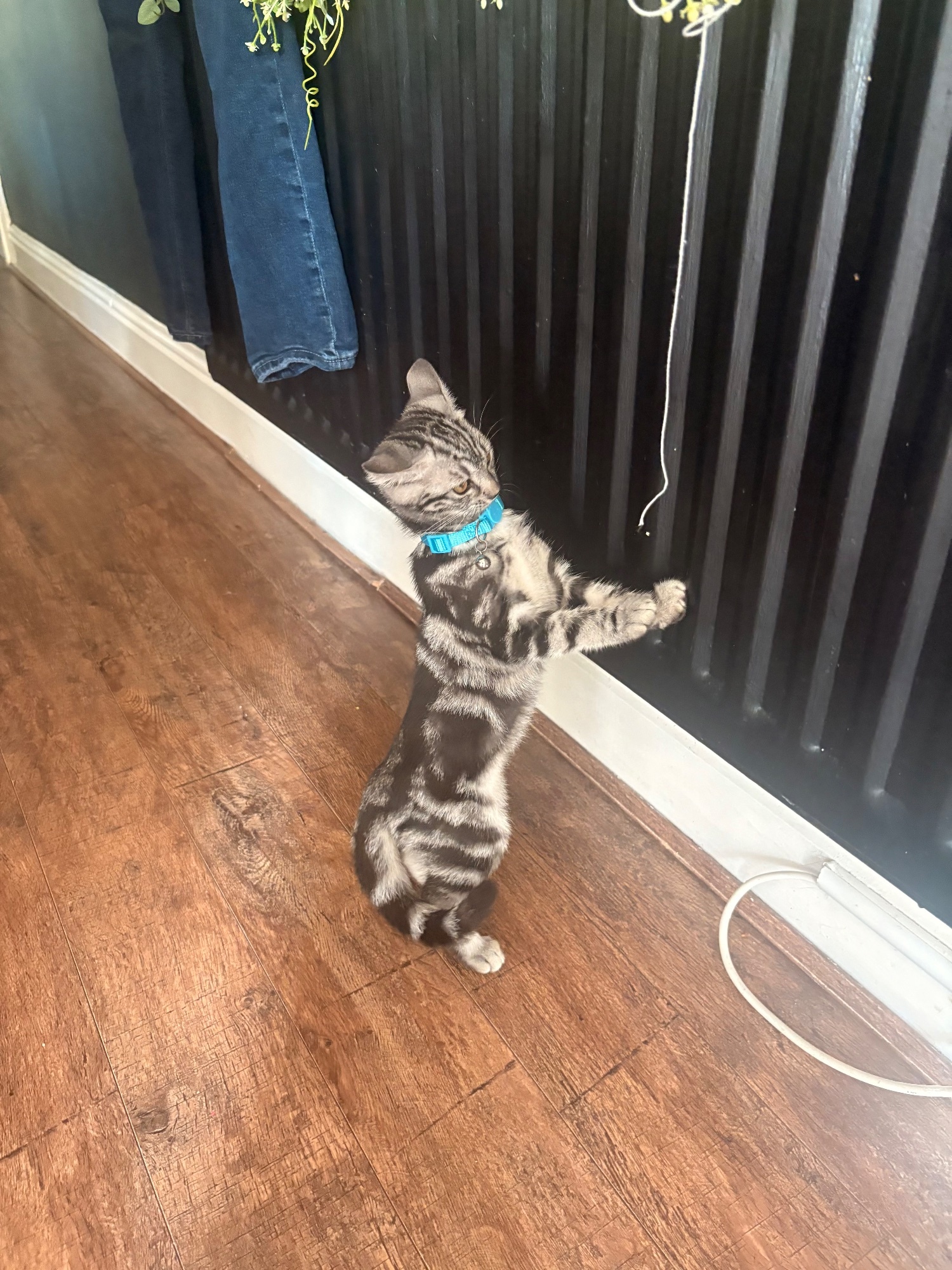 British Shorthair - Two boys left - offers accepted