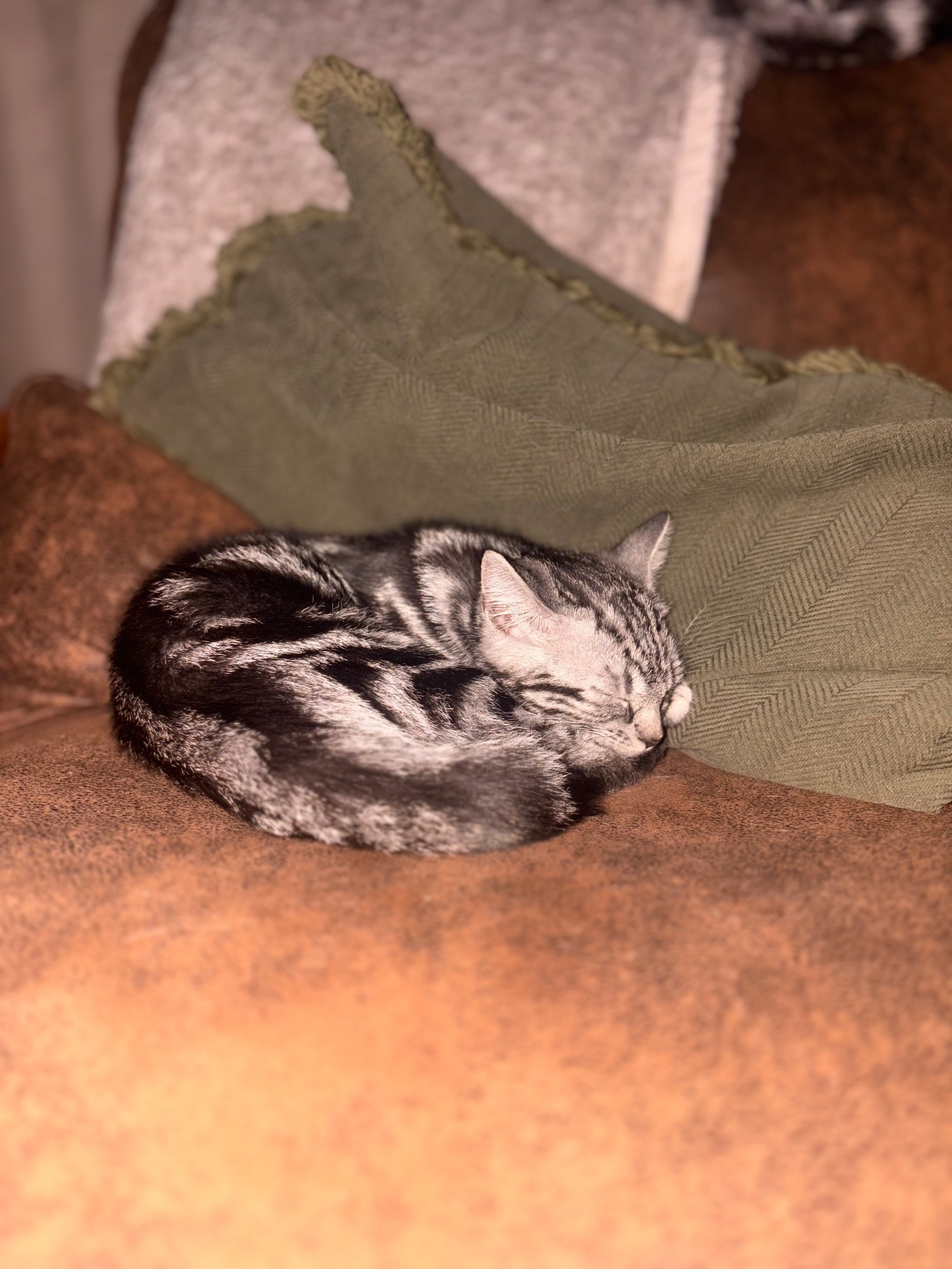 Two boys left - offers accepted - British Shorthair