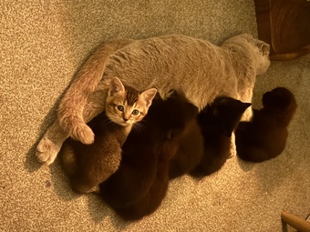 Scottish fold bsh kittens for sale available to take home tday
