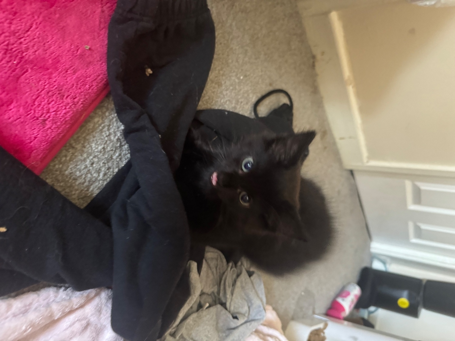 British Shorthair - Scottish fold bsh kittens for sale available to take home tday
