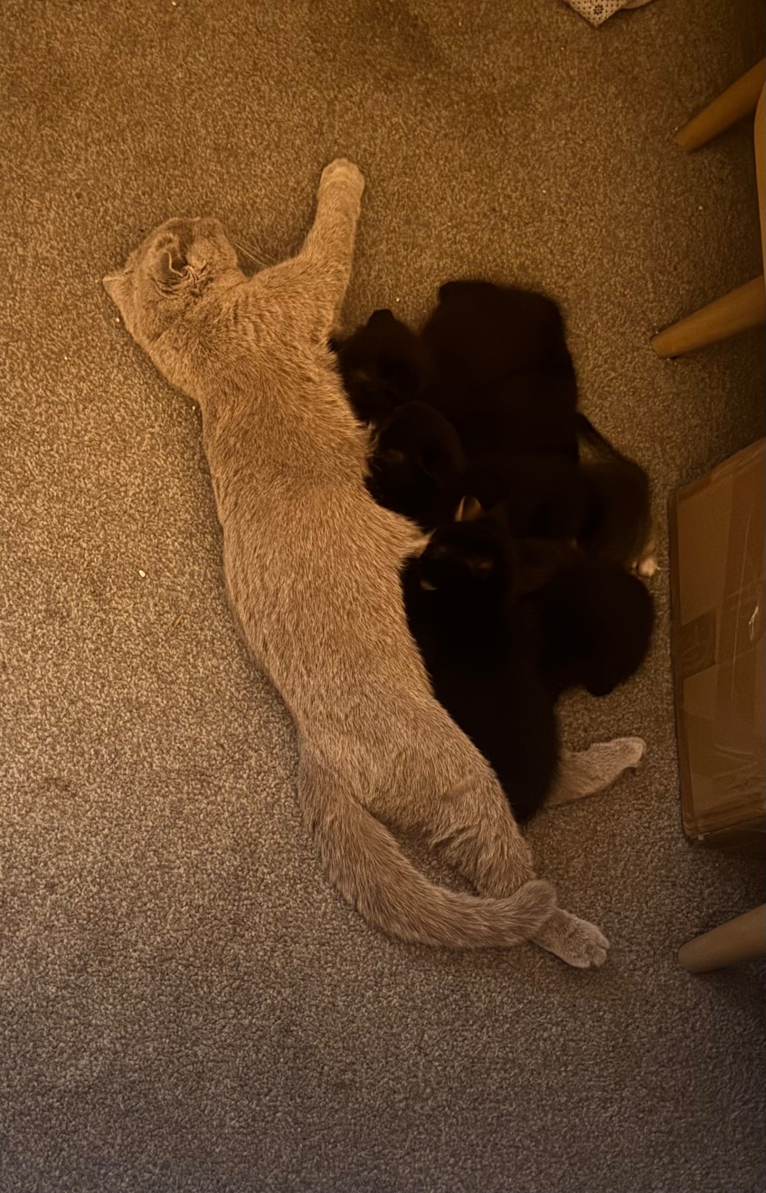 Scottish fold bsh kittens for sale available to take home tday - British Shorthair