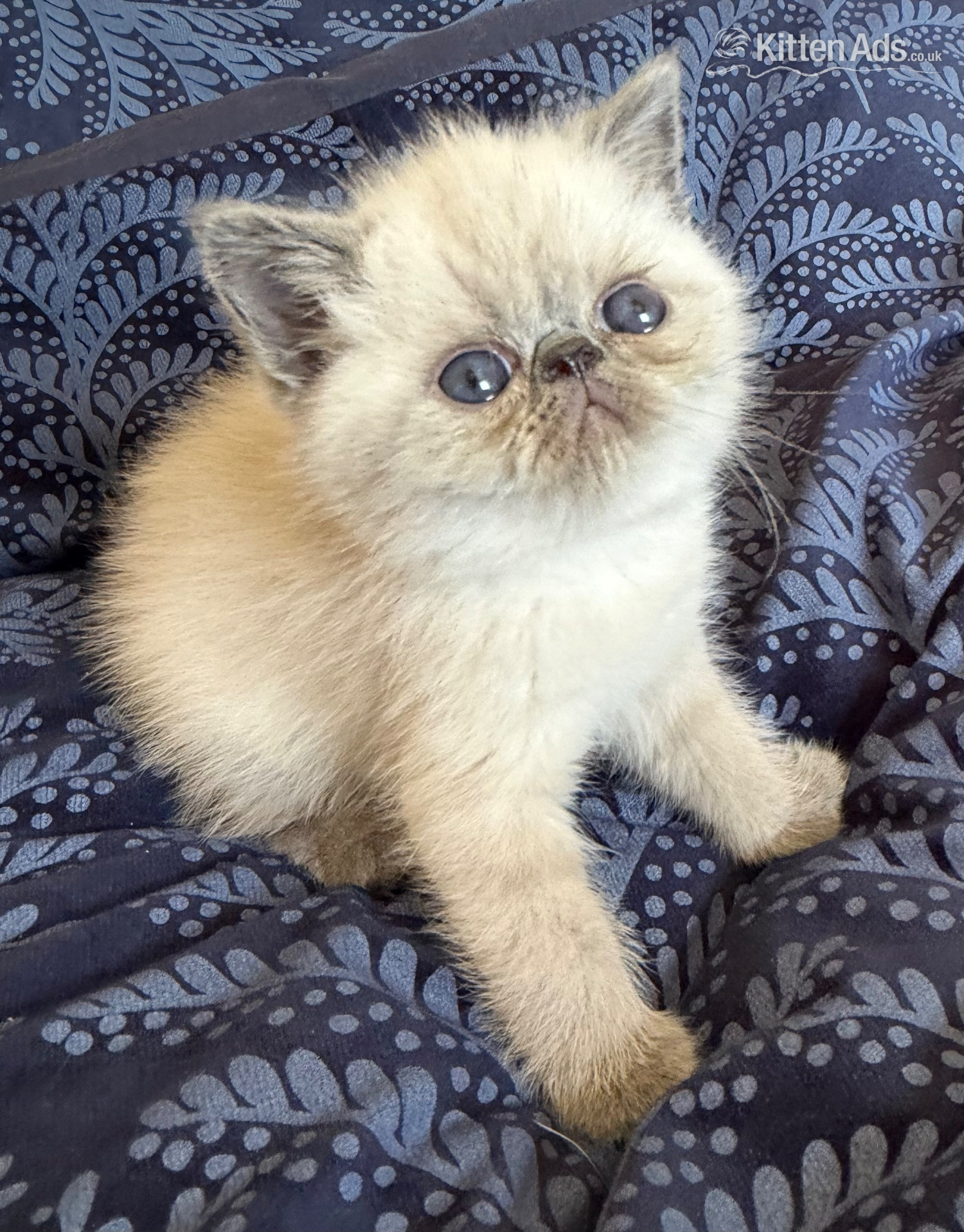 Exotic Cats and Kittens